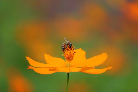 Пчелки на цветке