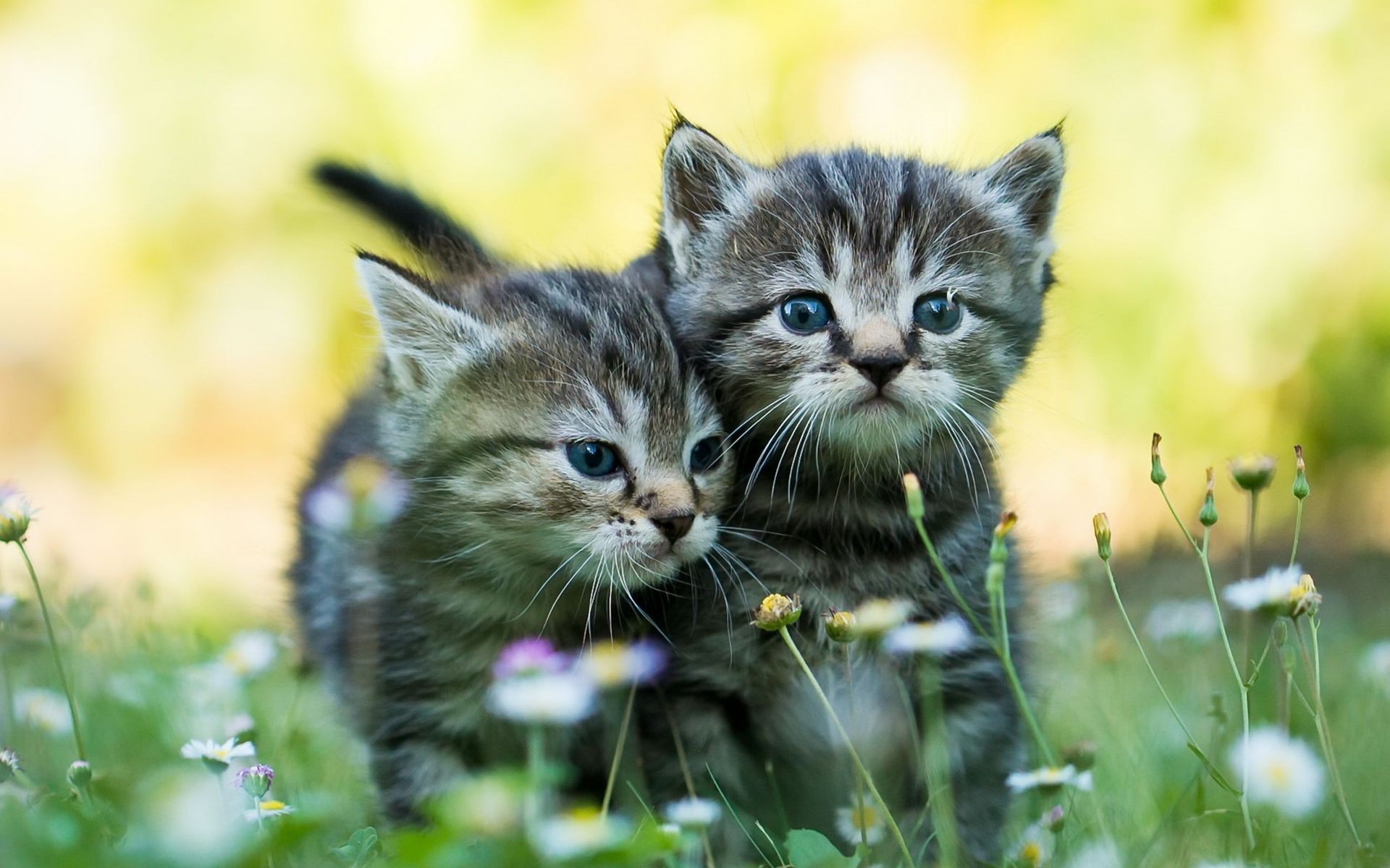 Два миленьких котенка