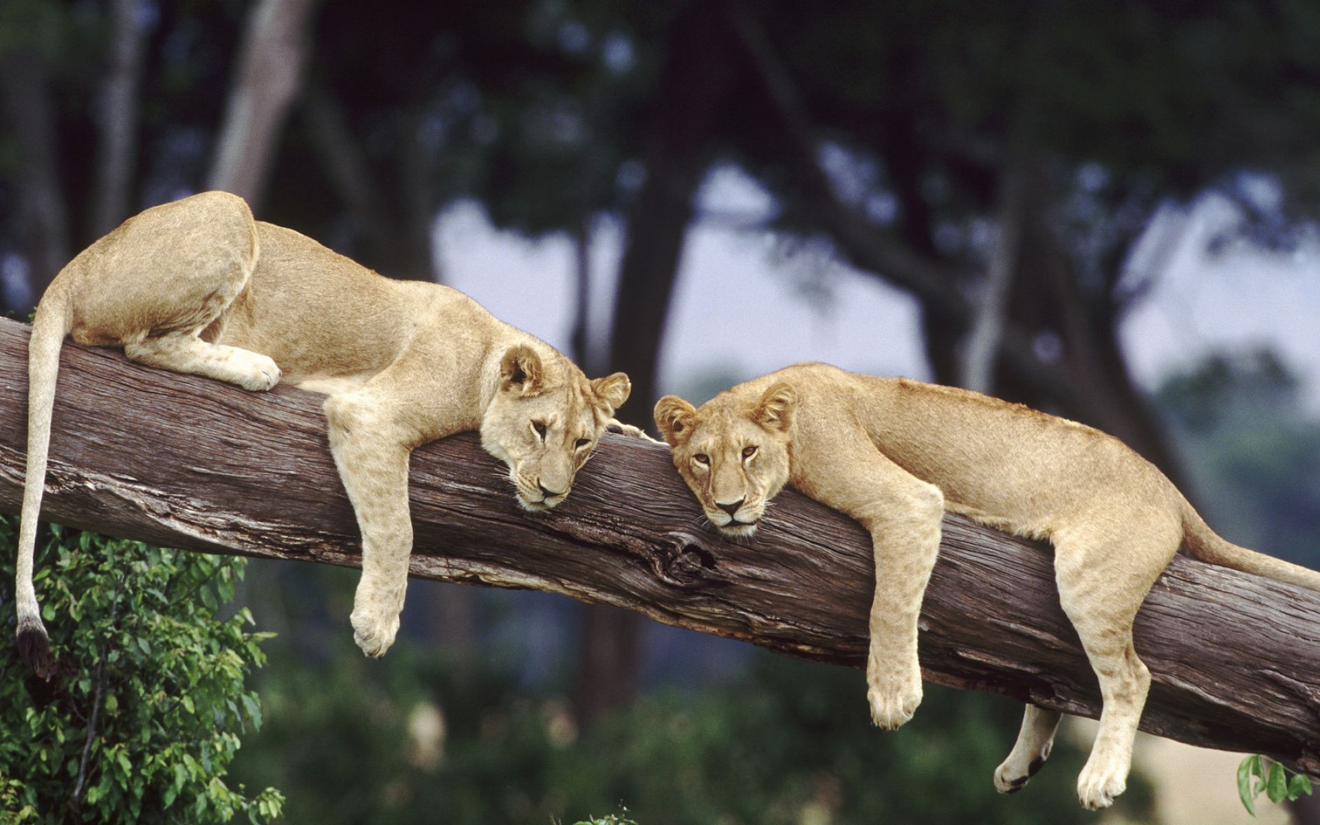 Львы отдыхают на дереве