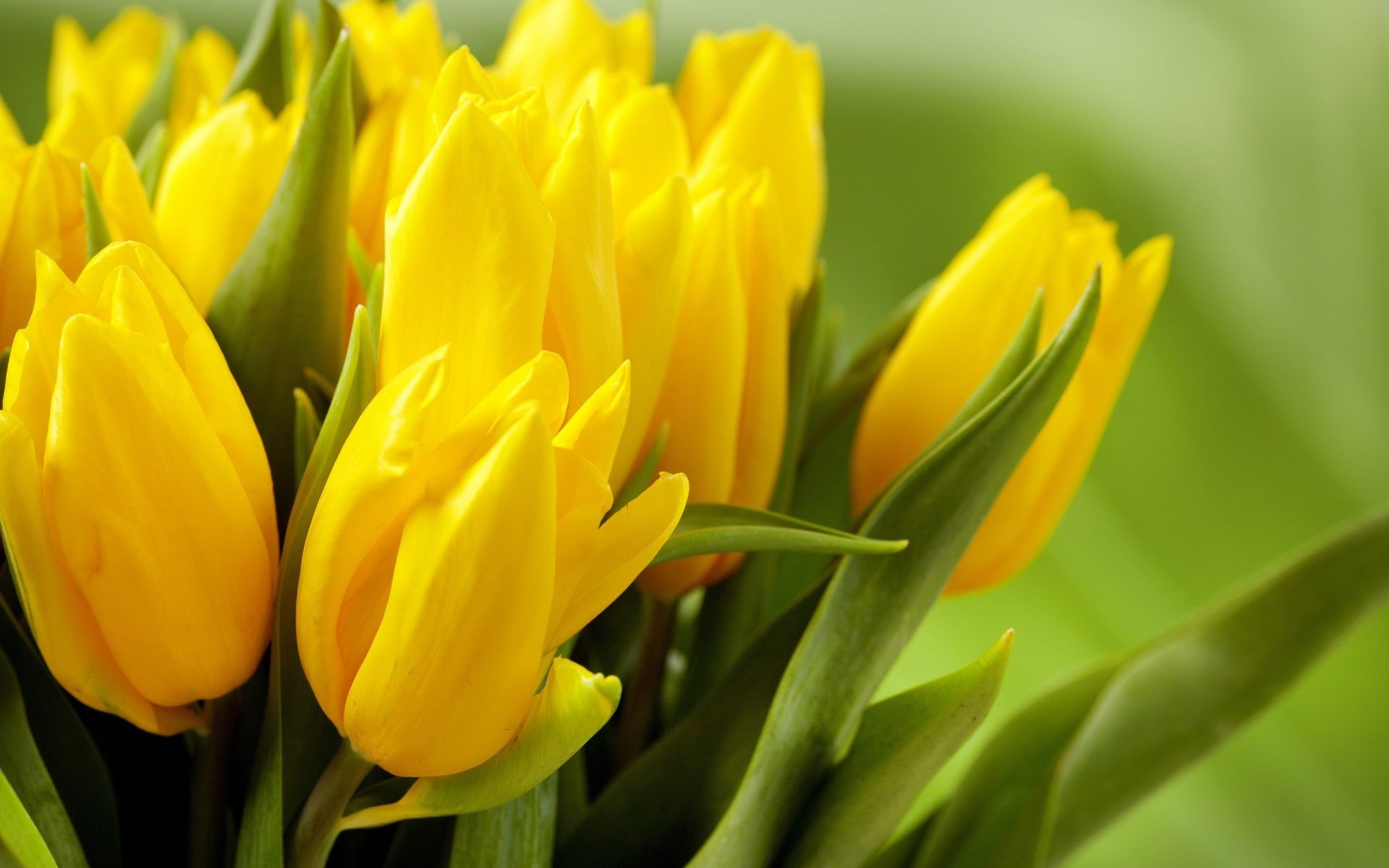 Желтые тюльпаны - Цветы - Обои на рабочий стол - Галерейка