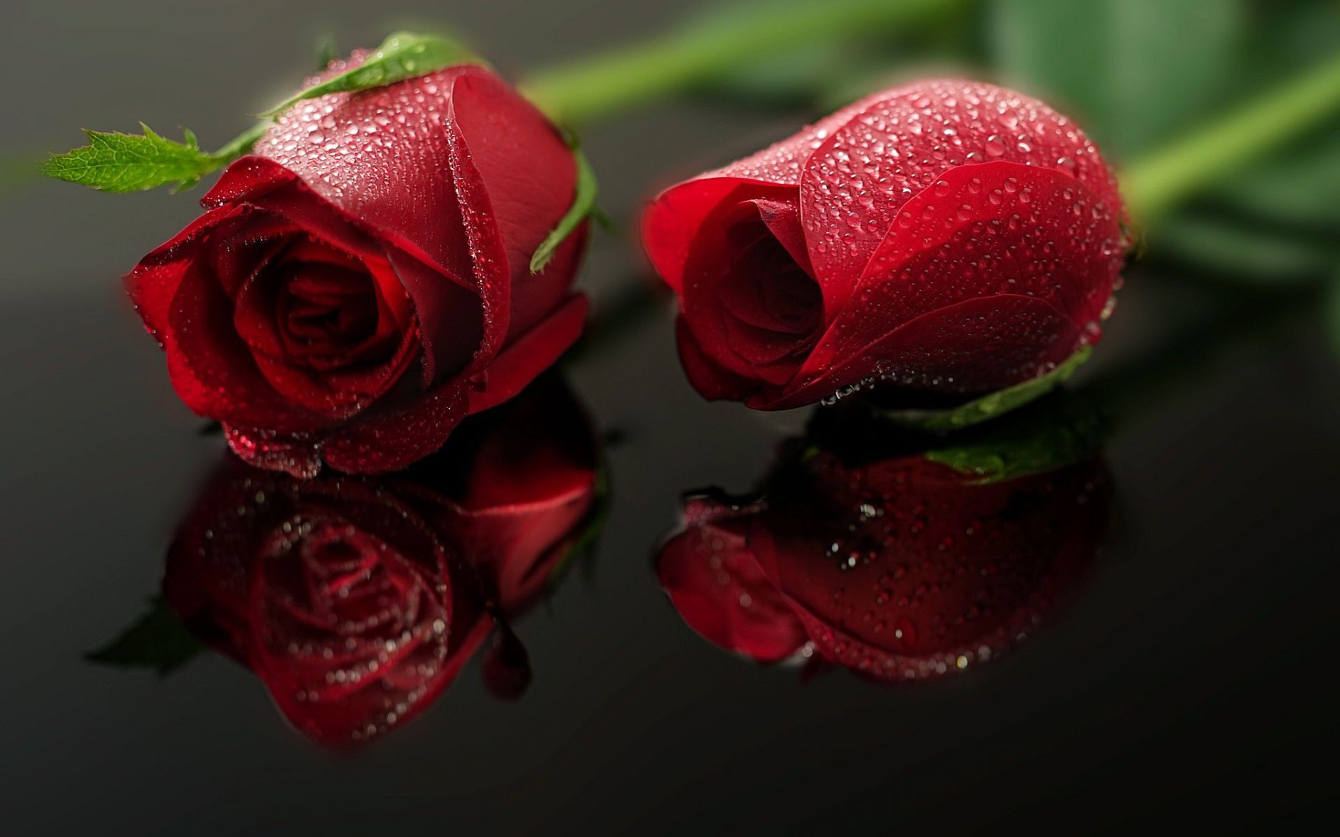Два бутона красных роз