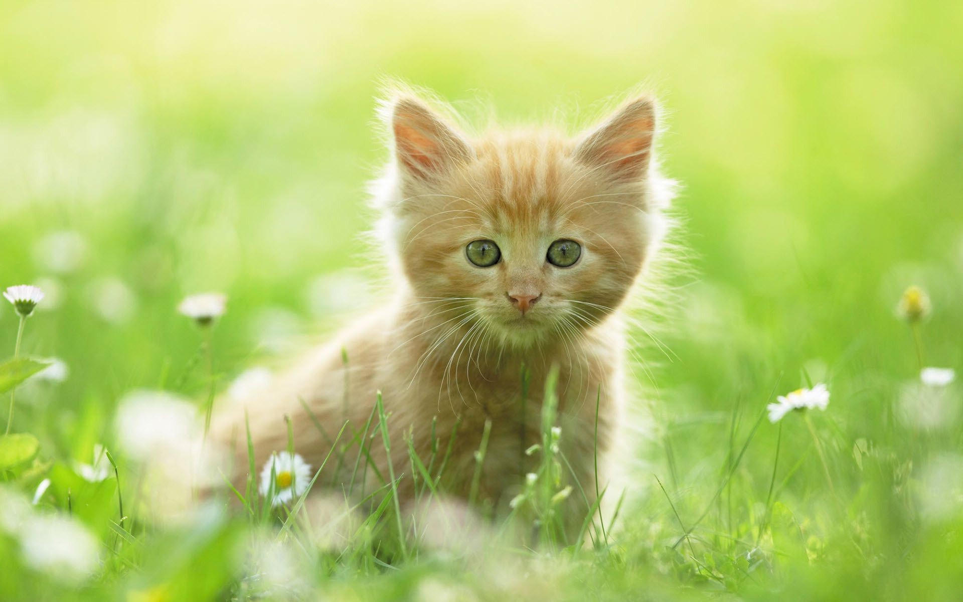 Рыжий котенок на траве
