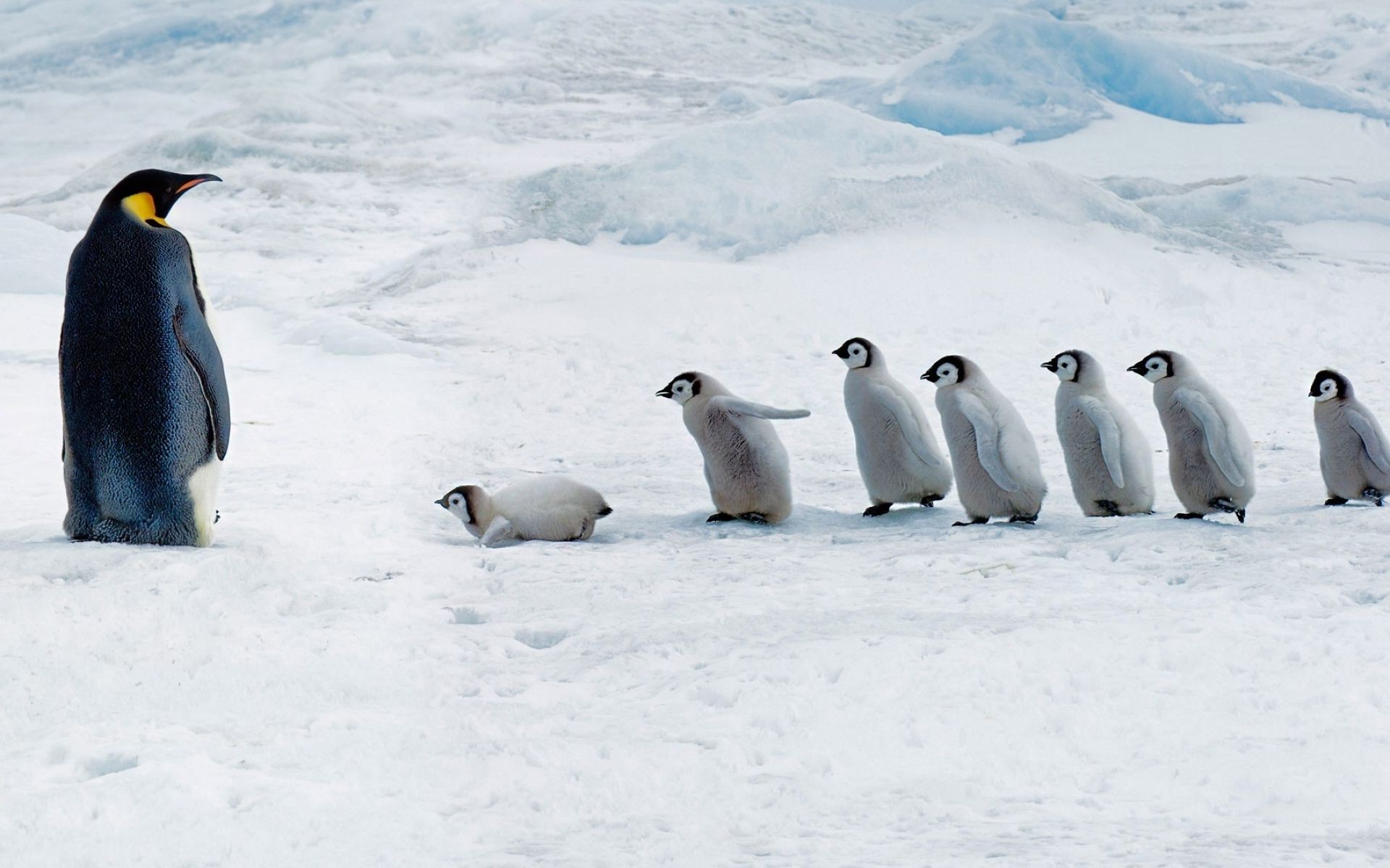 Пингвин с птенцами