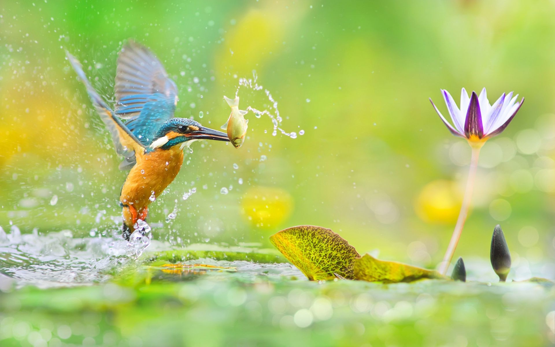Птица ловит рыбу
