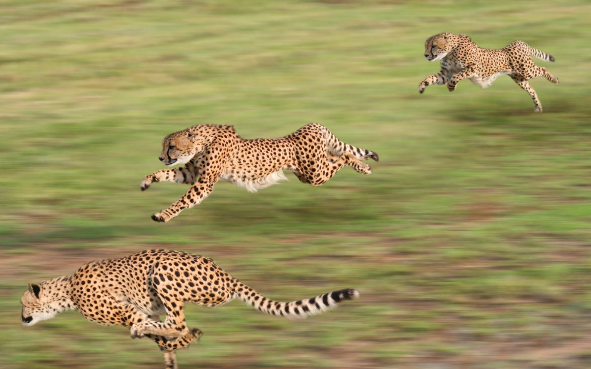 Бегущие гепарды
