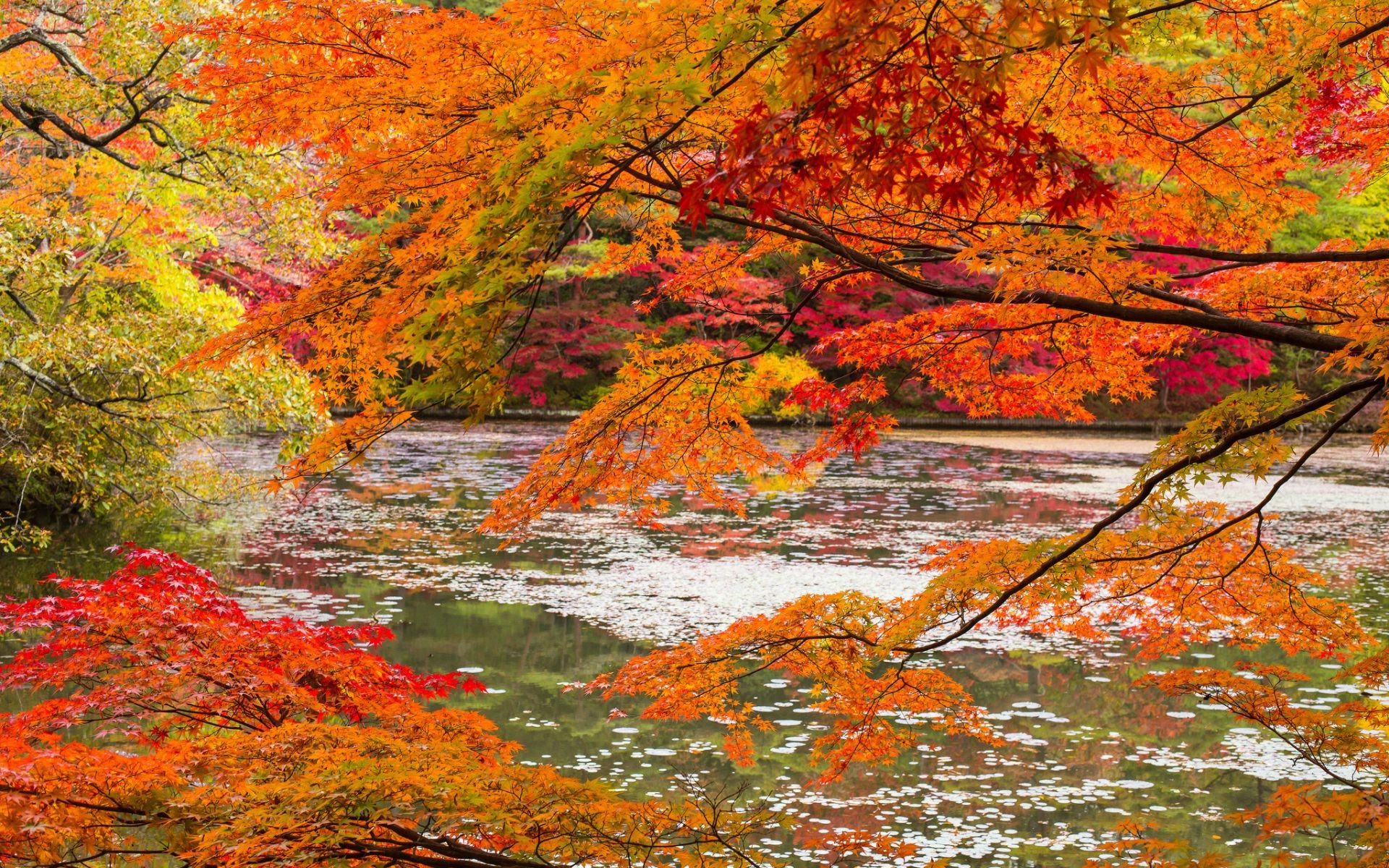 Осенние деревья над рекой