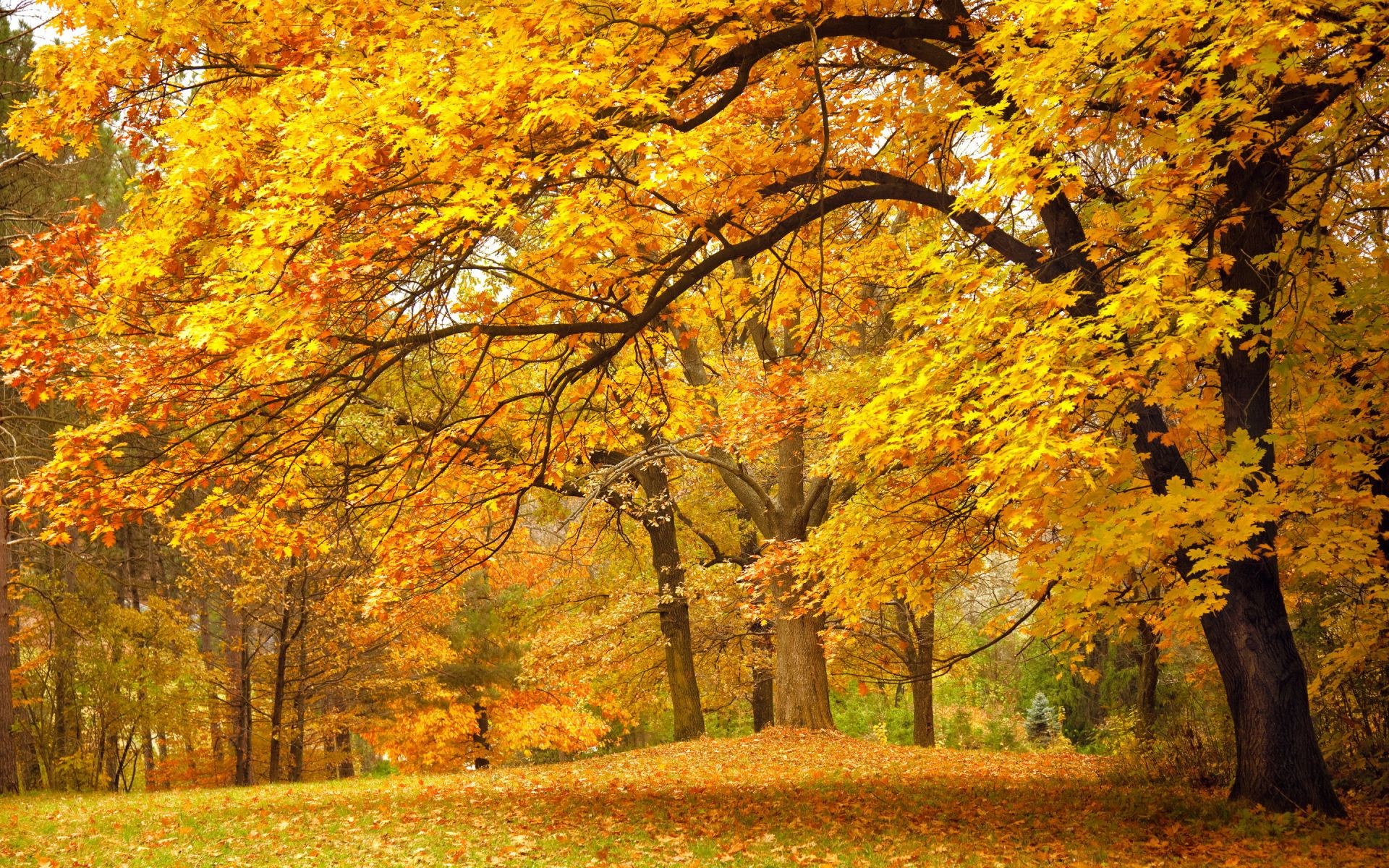 Золотая осень, парк, деревья
