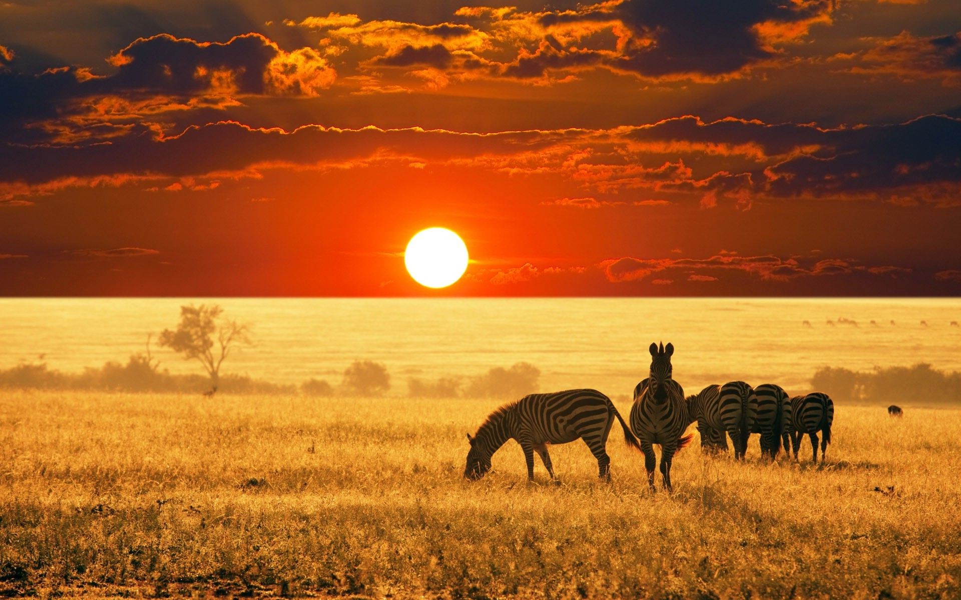 Зебры, закат, поле