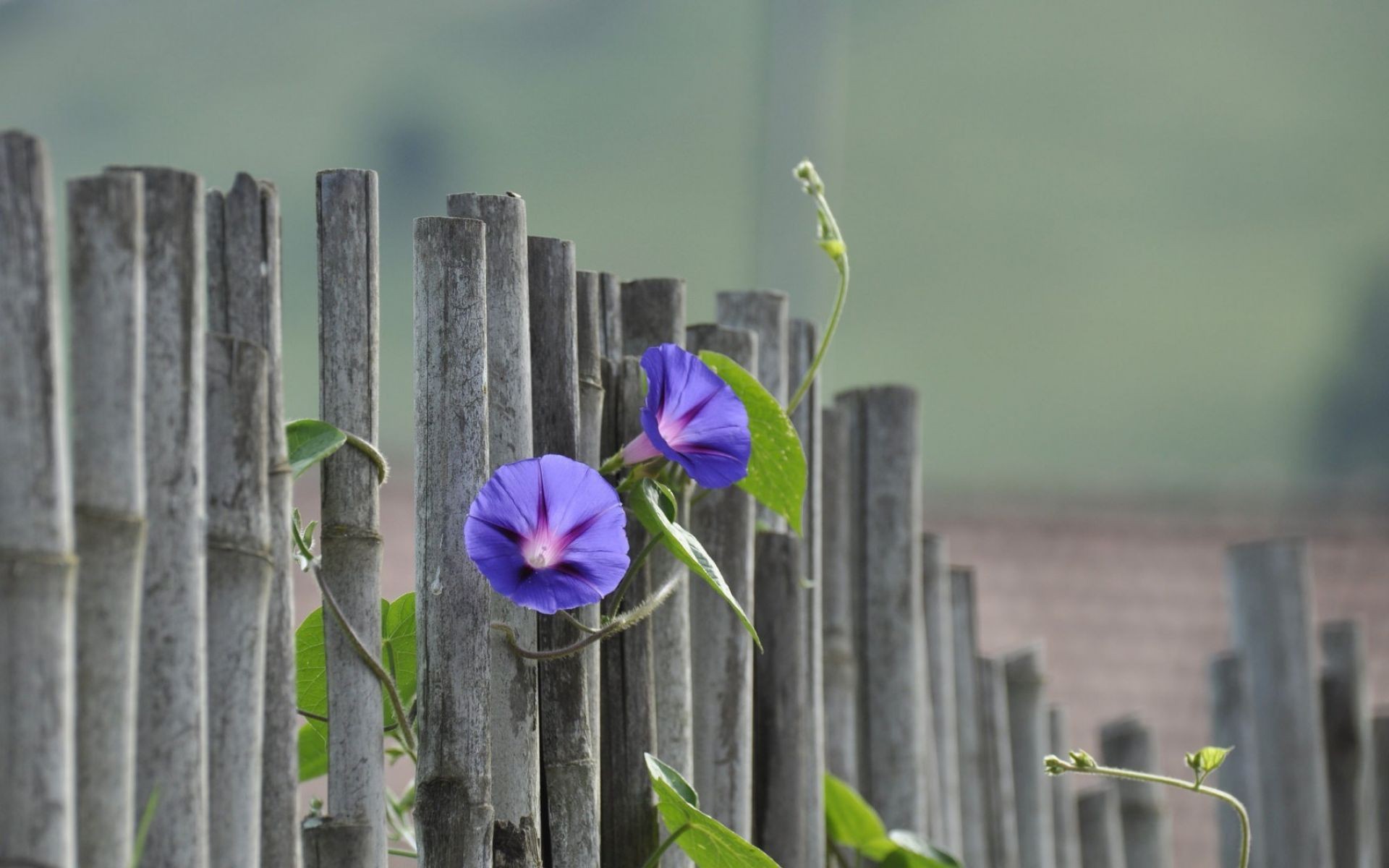 Красивые цветы на заборе