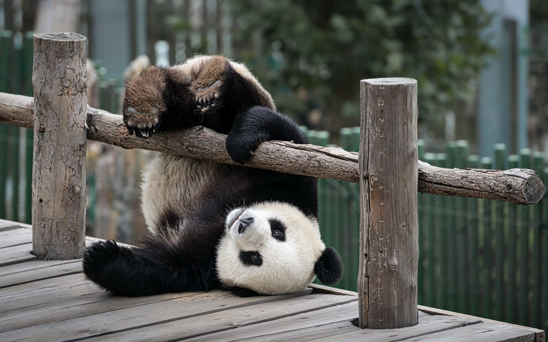 Прикольное фото панды