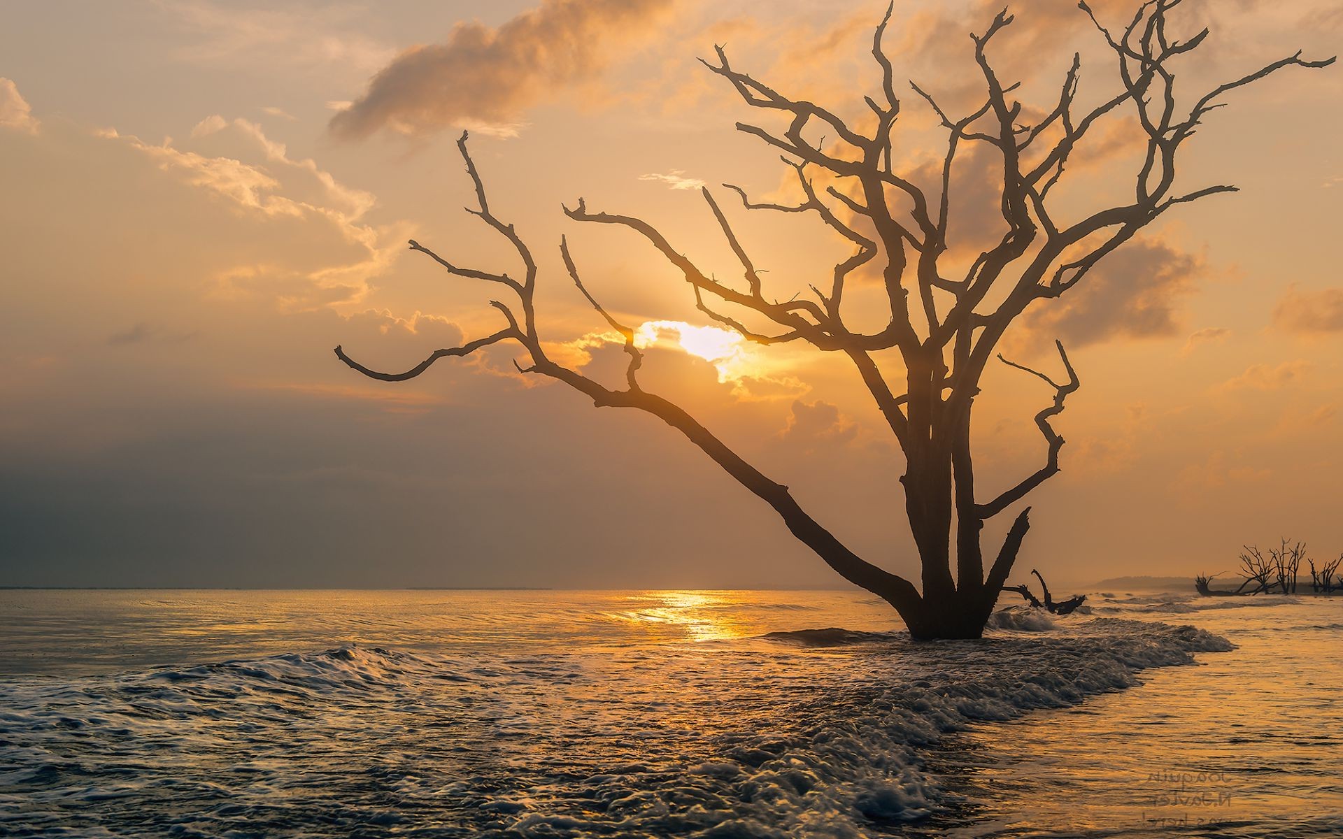 Дерево на берегу моря