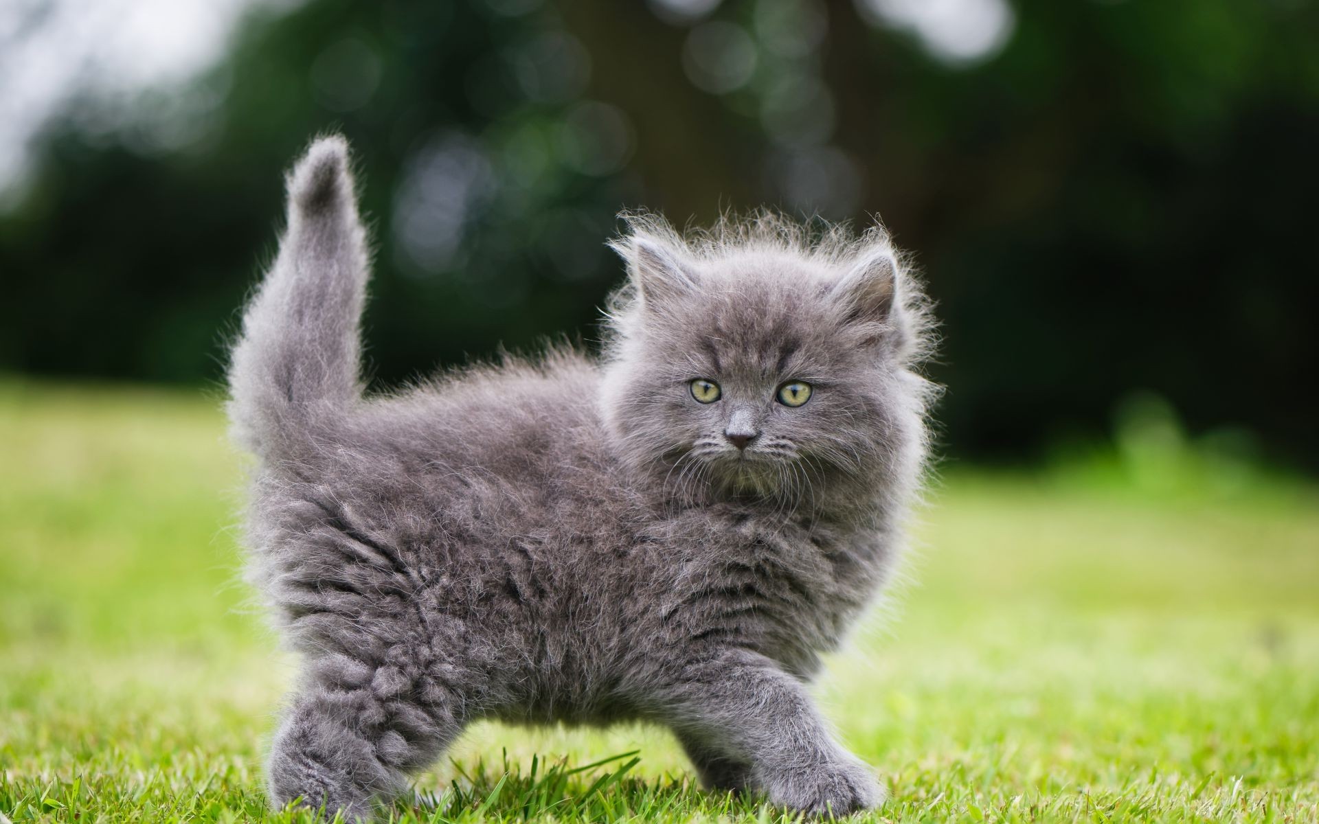 Пушистый серый котенок