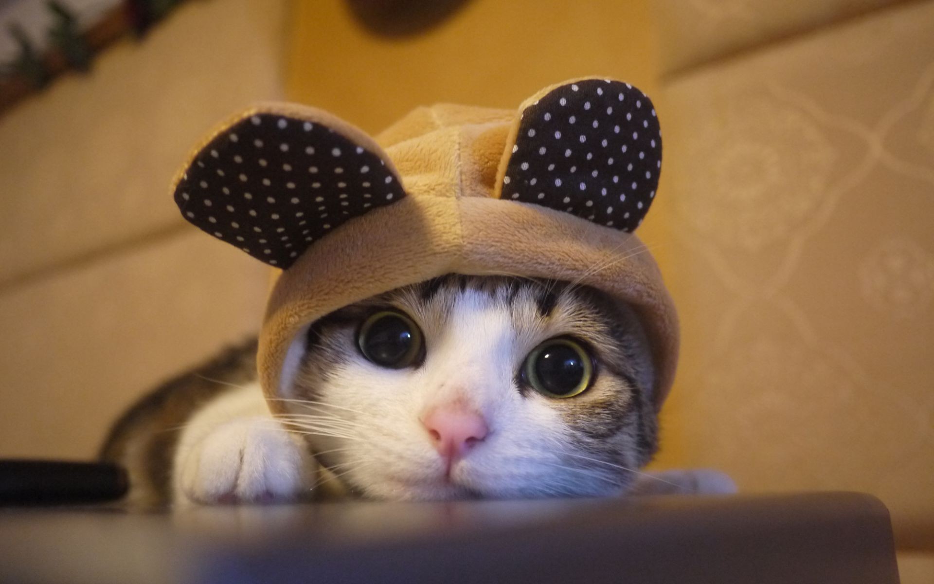 Кот в шапке с ушками