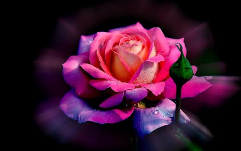 Очень красивая роза в каплях росы