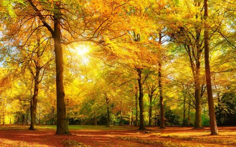 Осенний лес и яркое солнце