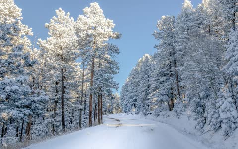 Зимняя дорога, сосны в снегу