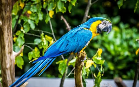 Синий попугай ара
