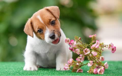 Миленький щенок веточка цветов